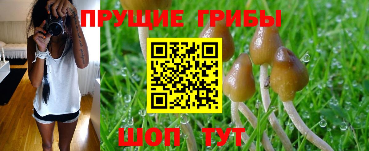 Псилоцибиновые грибы Psilocybine cubensis Бугульма